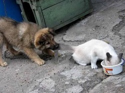 Кто умнее кошка или собака?