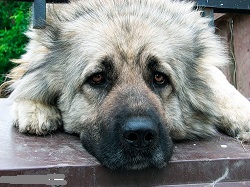 частные приюты