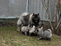 передержка собак