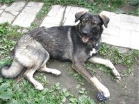 рыжая дворняга