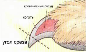 Можно ли стричь когти кошкам