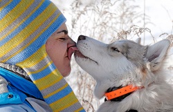 Почему собака лижет