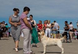 фестиваль собак