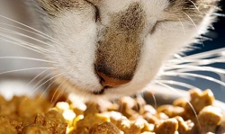 как кормить кошку