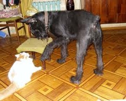 Верный друг собака