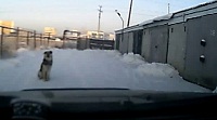 Приют для бездомных животных