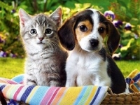 А вы любитель кошек или собак?