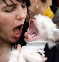 Эмоциональная связь хозяина и собаки помогает пожилым