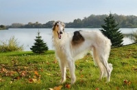 Русские породы собак