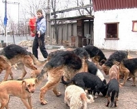 Как выбрать собаку в приюте