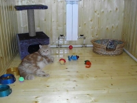 гостиницы для животных