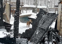 Собачий приют восстановлен