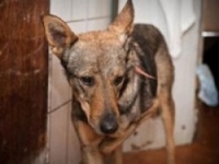 Дворняжка Мэри нашла хозяина