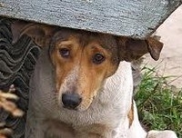 Вандалы сожгли приют для бездомных собак