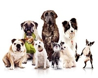 Передержка собак